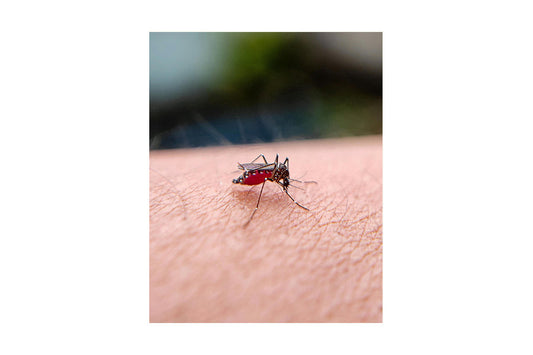 ডেঙ্গু প্রতিরোধে করণীয় কি ?