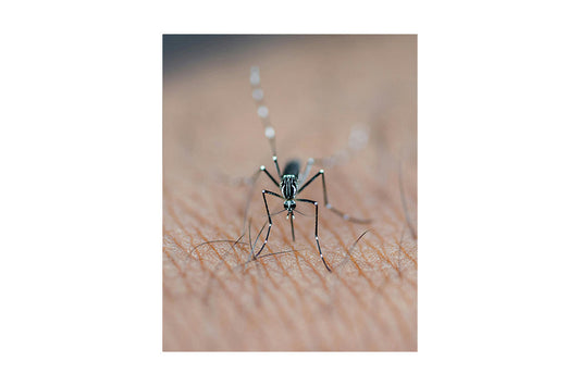 চিকুনগুনিয়া হলে করণীয় কি ?